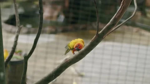 Colourful bird in a cage biting a branch Stock Footage 236604047