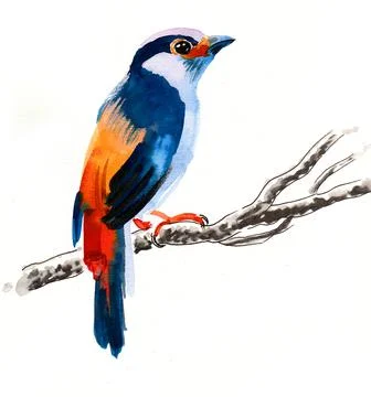 Colourful bird Illustrazione stock