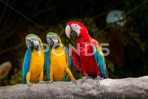Colourful bird macaw Stock Photos