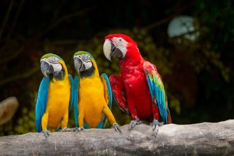 Colourful bird macaw Stock Photos