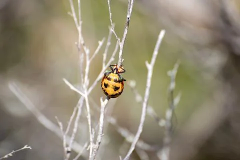 Colourful Bug on a Branch With Eggs Foto stock