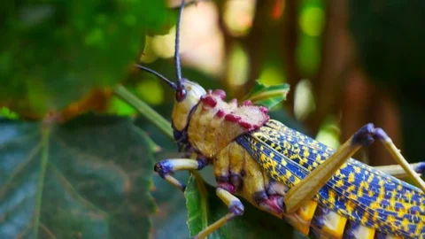 Colourful bug Phymateus viridipes aka Rainbow Milkweed Locust Grasshopper Stock Footage 81544123