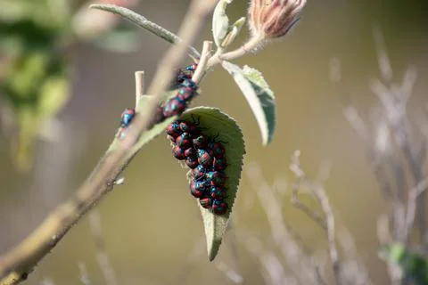 Colourful Bugs on a Leaf Foto stock