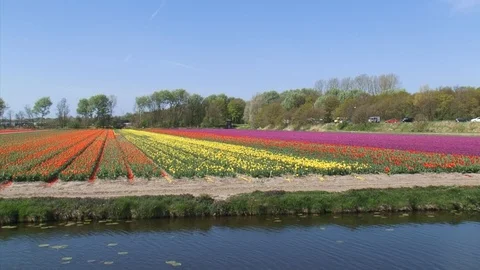 Colourful bulb fields alongside the public road + zoom out + zoom in Stock-Footage 119691524