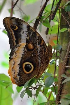 Colourful butterfly Stock Photos