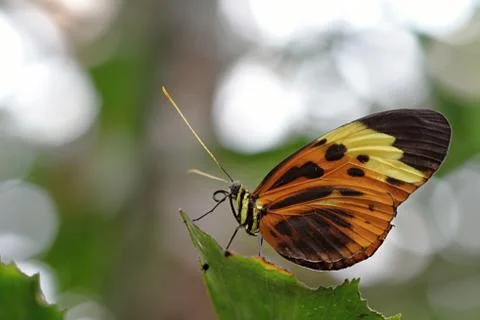 Colourful butterfly Stock Photos