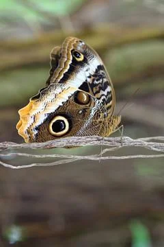 Colourful butterfly Stock Photos