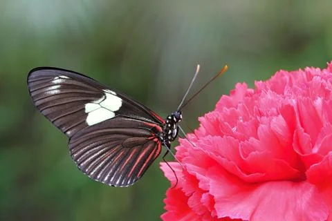 Colourful butterfly Stock Photos