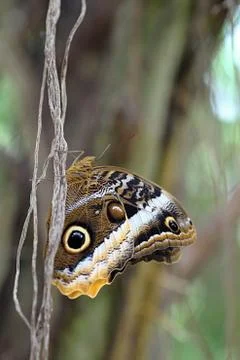 Colourful butterfly Stock Photos
