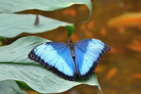 Colourful butterfly Stock Photos
