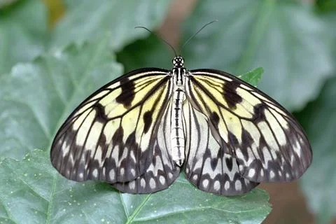 Colourful butterfly Stock Photos