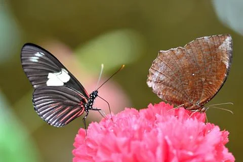 Colourful butterfly Stock Photos