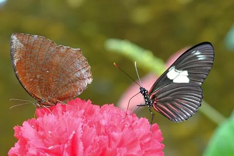 Colourful butterfly Stock Photos