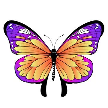 Colourful butterfly on white background Vector art Stock Illustration