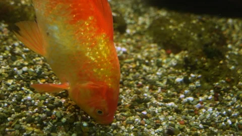 A Colourful carp Stock Footage 239579429