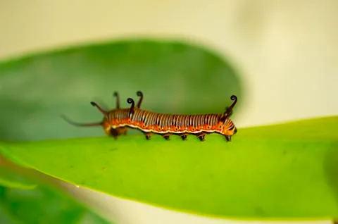 Colourful caterpillar on a leaf. Stock Photos