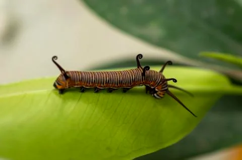 Colourful caterpillar on a leaf. Stock Photos