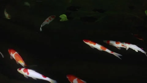 Colourful charming Koi Carp Fishes moving in dark water. Stock Footage