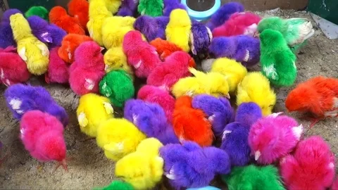 Colourful chicks Video stock 77946193