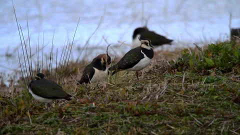Colourful close up in 4k of lapwings preening at sandwich bay bird observatory Stock Footage 300785975