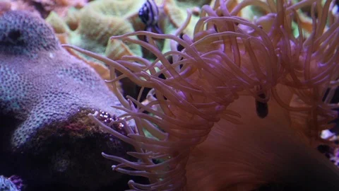 Colourful Coral Stock Footage 122739181