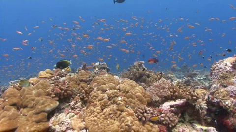 Colourful Coral Reef POV Stock Footage