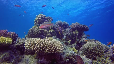 Colourful Coral Reef Scene Stock Footage 341702357