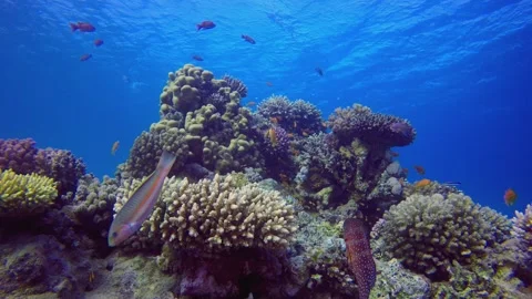 Colourful Coral Reef Scene Stock Footage 342176570