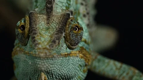 Colourful creature 4k Graded V1-0014 Stock Footage 120923989