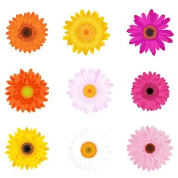 Colourful daisies Stock Illustration