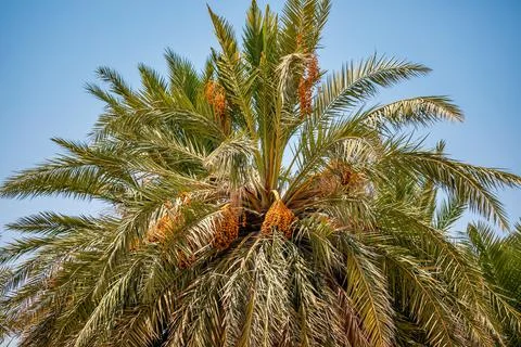 Colourful dates on a palm tree. Stock Photos