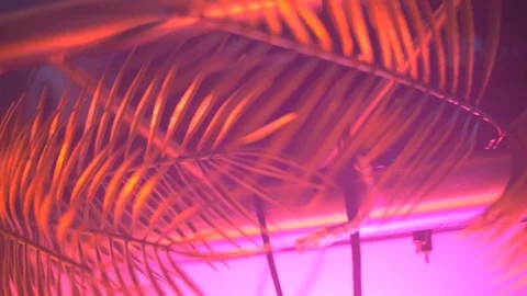 Colourful Display Plants 1 Stock Footage 124150488