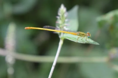 A colourful Dragonfly Stock Photos