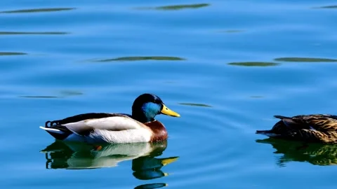 Colourful duck in a lake Stock-Footage 270817658