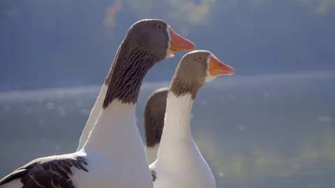 Colourful ducks preening, resting and drying in the sun, in front of a lake. Stock Footage 99830701