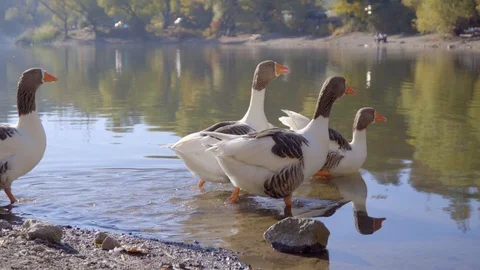 Colourful ducks preening, resting and drying in the sun, in front of a lake. Stock Footage 99831112
