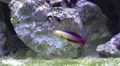 Colourful Elegant firefish Nemateleotris decora close up HD Footage