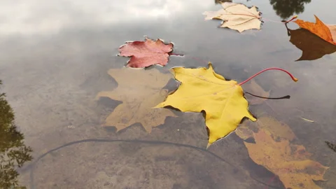 Colourful fall leaves in pond, lake water, floating autumn leaf. Fall season Stock Footage 153601980