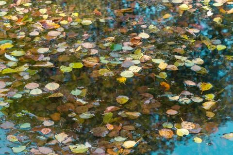 Colourful fall leaves in pond lake water. Stock Photos