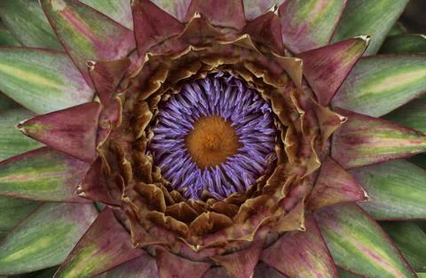 Colourful fibonacci flower Stock Photos