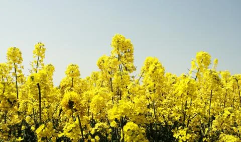 Colourful field Stock Photos