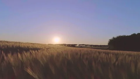 Colourful fields at sunset 스톡 동영상 76318842