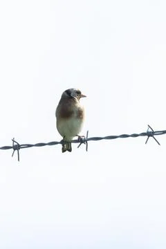 Colourful finch with red face yellow wing bars feeding on seeds and insects c Stock Photos