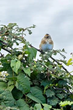 Colourful finch with red face yellow wing bars feeding on seeds and insects c Stock Photos