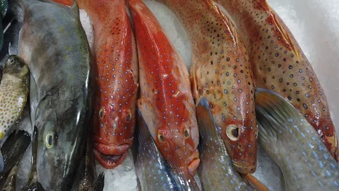 Colourful fish on display within a supermarket,Cebu City,Philippines Stock Footage 112238875