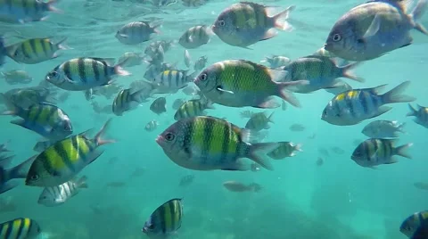 Colourful fish Video stock 53778874