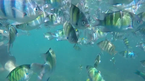 Colourful fish Stock Footage 53802651