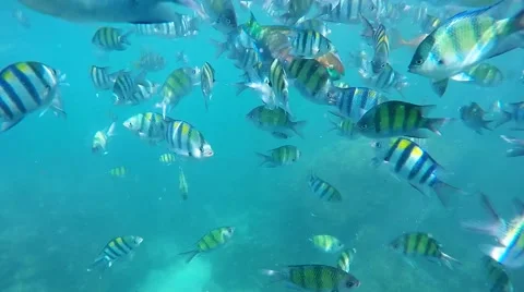 Colourful fish Stock Footage 53803461