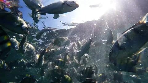 Colourful fish Stock Footage 53804535