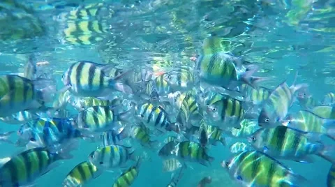 Colourful fish Stock Footage 53804809